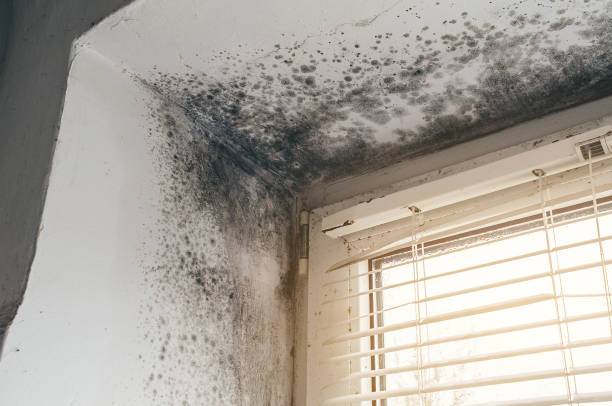 Affordable Mold Inspection And Testing solutions in Hanover, MD